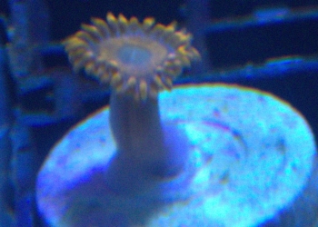 Orange Oxide Zoanthid (UK Grown)