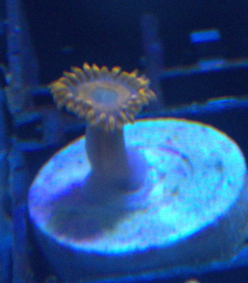 Orange Oxide Zoanthid (UK Grown)