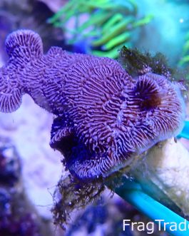 Pink Panther Pavona (UK Grown)