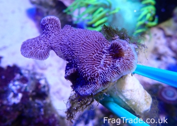 Pink Panther Pavona (UK Grown)