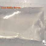 100ml Live Baby Brine Shrimp
