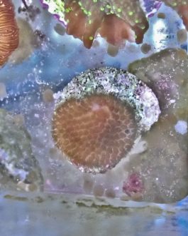 Snake Skin Porites Frag (UK grown)