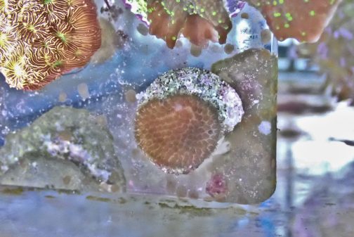 Snake Skin Porites Frag (UK grown)