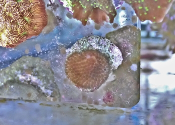 Snake Skin Porites Frag (UK grown)