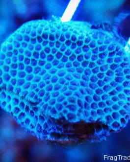 Snake Skin Porites Frag (UK grown)