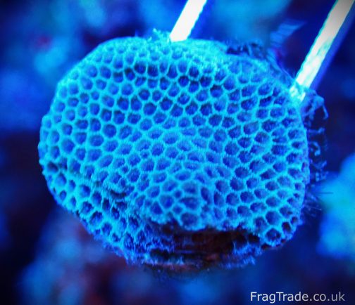 Snake Skin Porites Frag (UK grown)