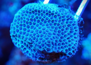 Snake Skin Porites Frag (UK grown)