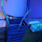 Two Red Mangrove Plants and Algae Basket Rooted 6-9″ Long 4-6 Months Old