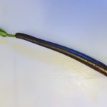 Two Red Mangrove Plants and Algae Basket Rooted 6-9″ Long 4-6 Months Old
