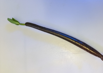 Red Mangrove 6-9″ inches
