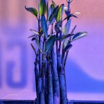 Red Mangrove 6-9″ inches