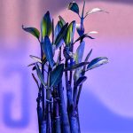 Red Mangrove 6-9″ inches