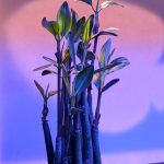 Red Mangrove 6-9″ inches