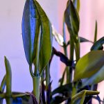Red Mangrove 6-9″ inches