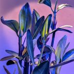 Red Mangrove 6-9″ inches