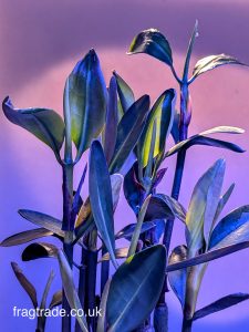 Red Mangrove 6-9" inches