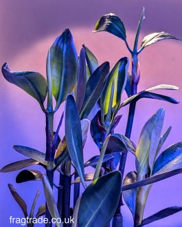 Red Mangrove 6-9" inches