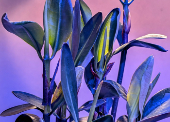 Red Mangrove 6-9″ inches