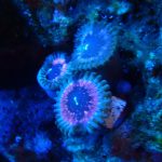 Seduction Zoa (UK Grown) Zoanthid