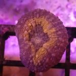 Orange Lobophyllia – 1 head (UK Grown)