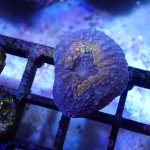 Orange Lobophyllia – 1 head (UK Grown)