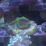 WYSIWYG 1.0″ Green Favia Frag (UK Grown)