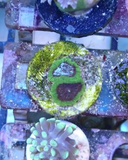 WYSIWYG 1.0" Green Favia Frag (UK Grown)