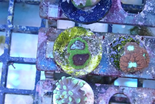 WYSIWYG 1.0" Green Favia Frag (UK Grown)