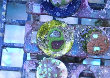WYSIWYG 1.0″ Green Favia Frag (UK Grown)