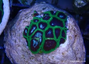 WYSIWYG 1.5″ Green Favia Frag (UK Grown)