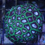 WYSIWYG 1.0″ Green Favia Frag (UK Grown)