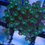 WYSIWYG Green Goniopora mini colony (UK Grown)