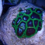 WYSIWYG 1.5″ Green Favia Frag (UK Grown)