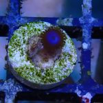 Blue tubbs zoa (UK Grown)