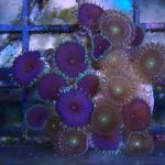 WYSIWYG Purple bees and death zoas (UK Grown)