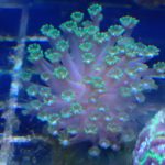 WYSIWYG Green Goniopora mini colony (UK Grown)