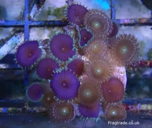 WYSIWYG Purple bees and death zoas (UK Grown)