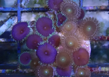 WYSIWYG Purple bees and death zoas (UK Grown)