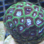 WYSIWYG 1.0″ Green Favia Frag (UK Grown)