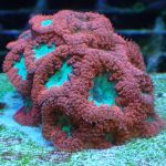 Red Favia – 1 Frag (UK Grown)