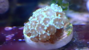 Light-Blue Goniopora - 1 Frag (UK Grown)