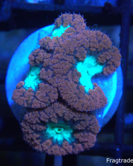 Red Blasto Frag (UK Grown)