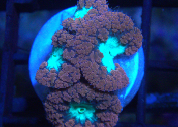 Red Blasto Frag (UK Grown)