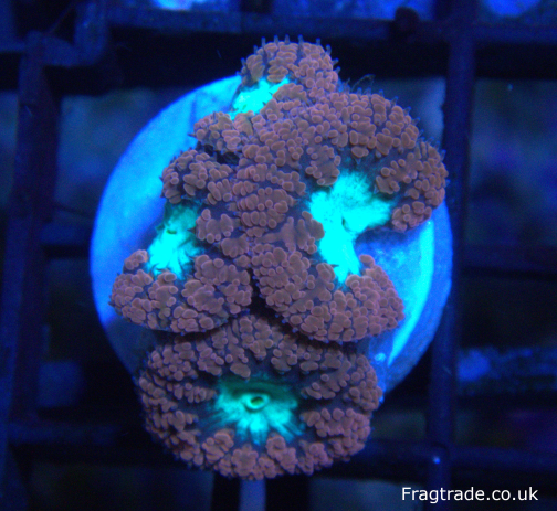 Red Blasto Frag (UK Grown)