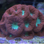 Red Blasto Frag (UK Grown)