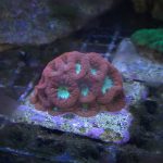 Red Blasto Frag (UK Grown)