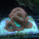 Red Blasto Frag (UK Grown)