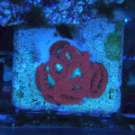 Red Blasto Frag (UK Grown)