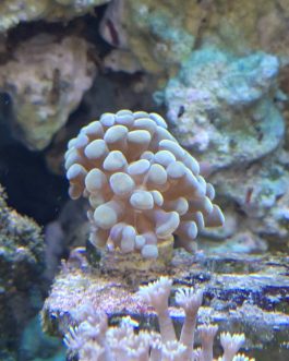 Gold hammer coral (UK Grown)