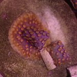 Meteor Shower Cyphastrea